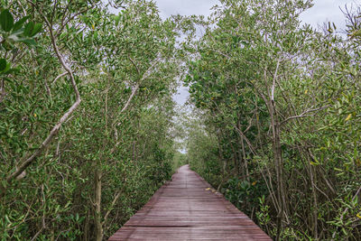 Narrow footpath amidst trees in forest