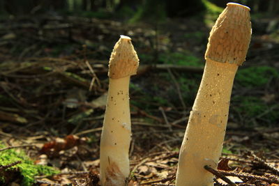 Close-up of mushroom growing on field
