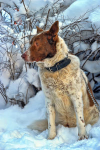 View of a dog on snow covered land