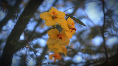 Low angle view of yellow flowering plant