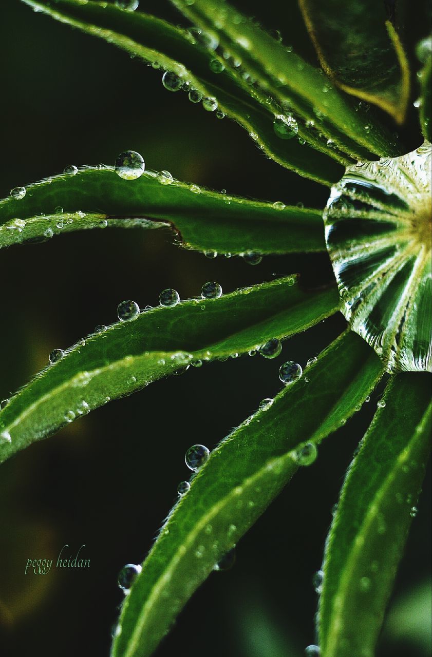 CLOSE-UP OF LEAVES ON WATER