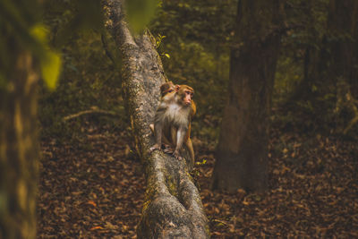 Squirrel sitting on tree trunk