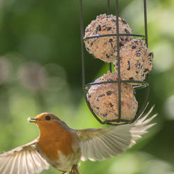 Close-up of bird feeder against blurred background