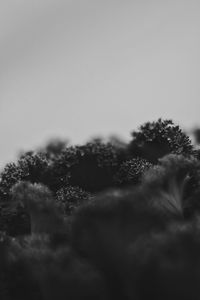 Low angle view of trees against clear sky