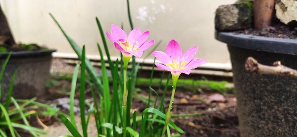 Close-up of pink crocus flowers