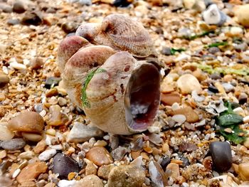 Close-up of pebbles on beach