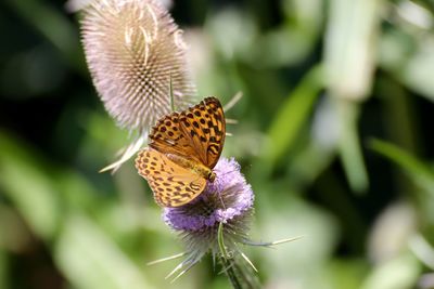 Close-up of butterfly pollinating on flower