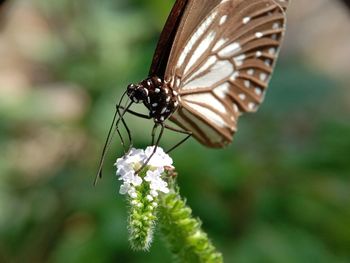 Close-up of butterfly pollinating on flower