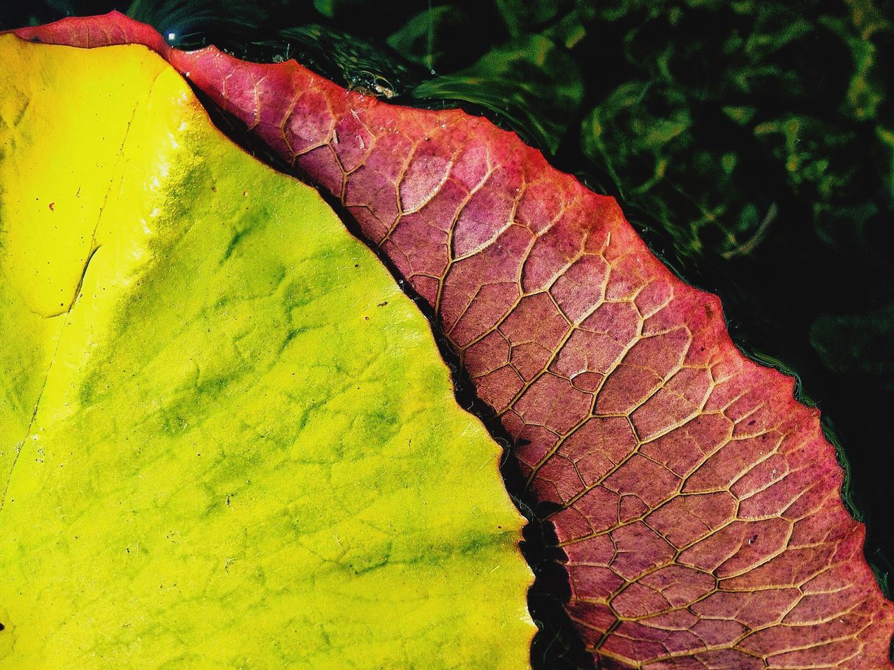 textured, close-up, yellow, leaf, leaf vein, natural pattern, green color, pattern, nature, growth, full frame, backgrounds, part of, outdoors, day, rough, tree, no people, detail, sunlight