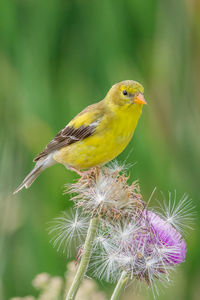 Close-up of bird perching on yellow flower