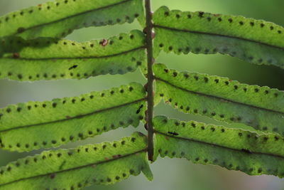 Close-up of succulent plant