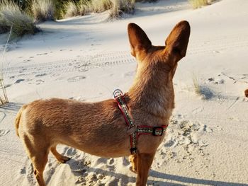 Close-up of dog standing on field