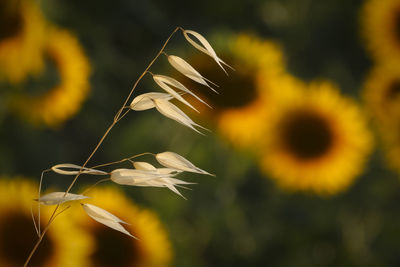 Close-up of yellow dandelion flower on field