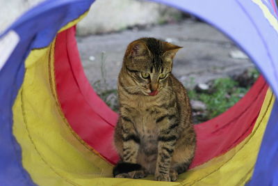 Cat in agility tunnel on field
