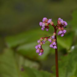 Close-up of purple flowers on tree