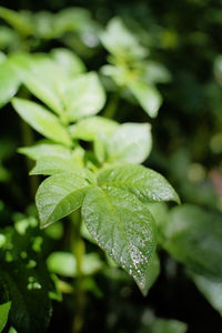Close-up of raindrops on leaves