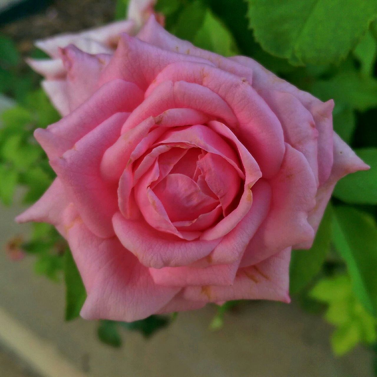 flower, petal, freshness, rose - flower, fragility, flower head, close-up, pink color, growth, beauty in nature, focus on foreground, nature, plant, single flower, rose, blooming, pink, selective focus, leaf, red