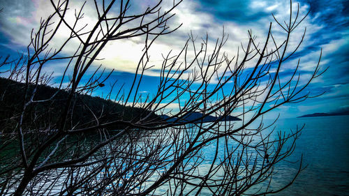 Bare tree by sea against blue sky