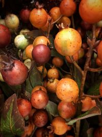 Close-up of red fruits