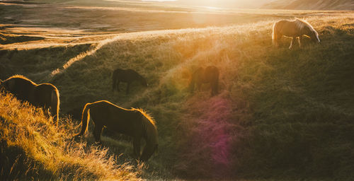 View of horse grazing on field