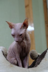 Cat looking at camera