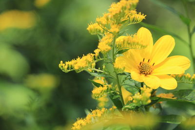 Close-up of yellow flowering plant