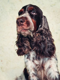 High angle view of cocker spaniel on field