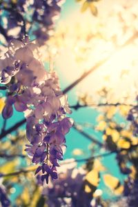 Close-up of cherry blossoms in spring