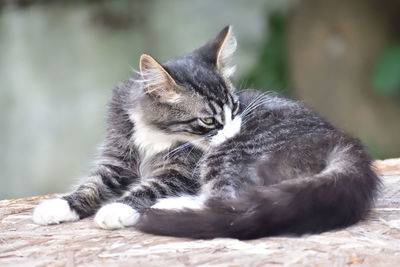 Close-up of cat lying on floor