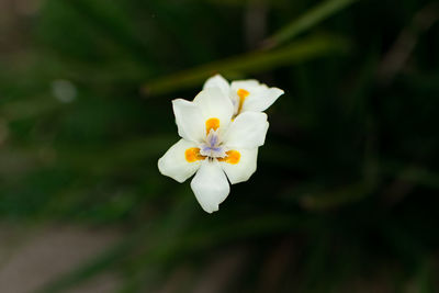 Close-up of frangipani blooming outdoors