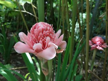 Close-up of pink flower on field