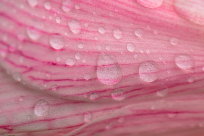 Close-up of wet pink rose flower