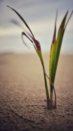 Close-up of plant against blurred background