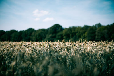 High angle view of stalks in field against sky