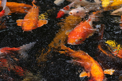 Close-up of koi fish in sea