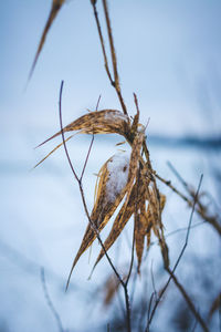 Close-up of dead plant against sky