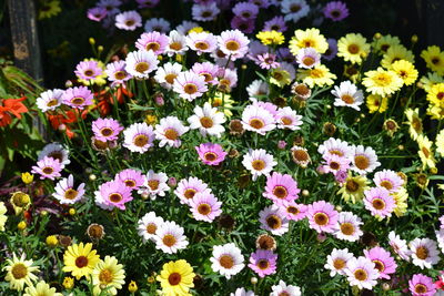 Close-up of pink flowering plants on field