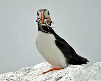 Close-up of puffin with fish in beak perching on rock