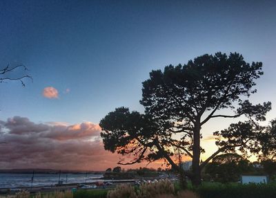 Silhouette trees by sea against sky at sunset