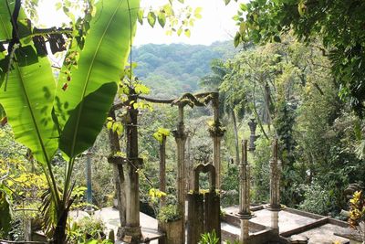 Low angle view of ivy growing on tree against sky