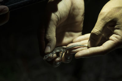 Cropped hands of person holding lizard