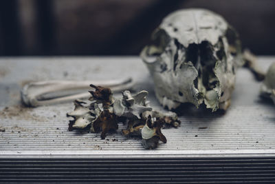 Close-up of animal skull on the table