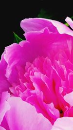 Close-up of pink rose flower