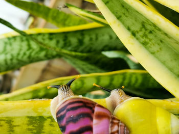 Close-up of insect on leaf