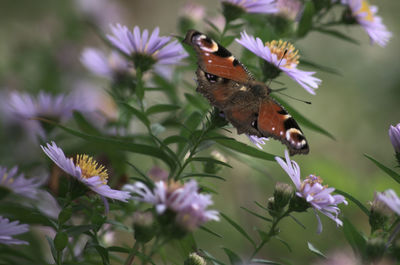 Butterfly pollinating on purple flower