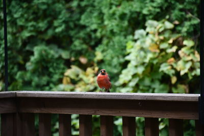 My favorite cardinal