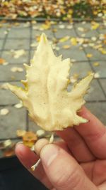 Close-up of hand holding autumn leaf