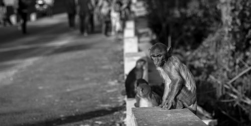 Monkey on stone wall