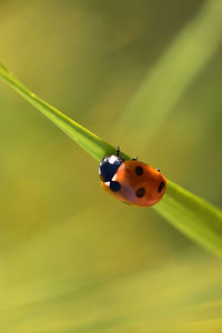 Close-up of ladybug on leaf