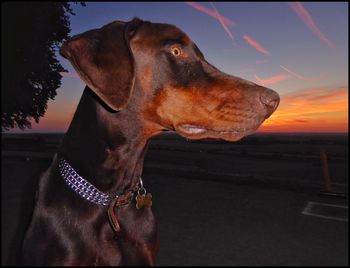 Dog looking at sunset